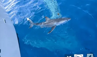 Velika bijela ajkula viđena u crnogorskim vodama