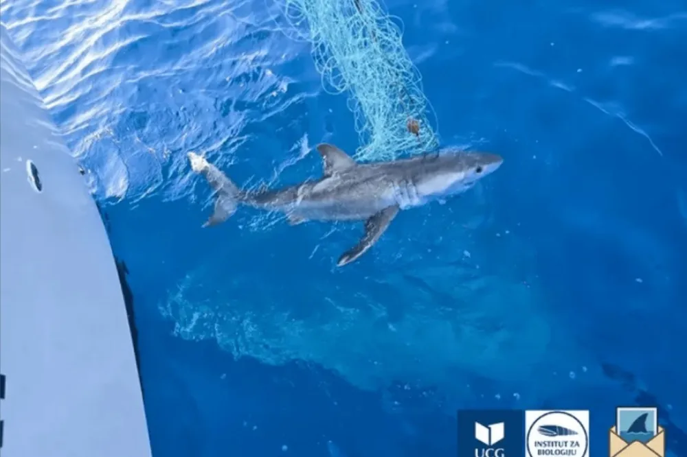 Velika bijela ajkula viđena u crnogorskim vodama