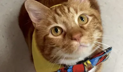 Kako prepoznati i spriječiti pretilost kod mačke