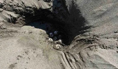 prvo gnijezdo glavate morske kornjače