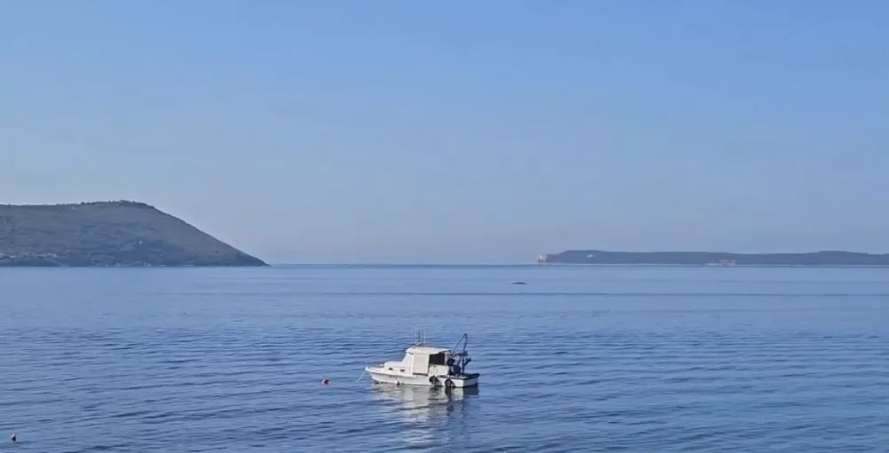 MERS: Građani svojim pona&scaron;anjem da doprinesu za&scaron;titi kita koji je primijećen u Bokokotorskom zalivu