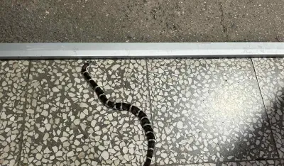 Čitaoci &scaron;alju: Zmija u podgoričkom kvartu Blok 5