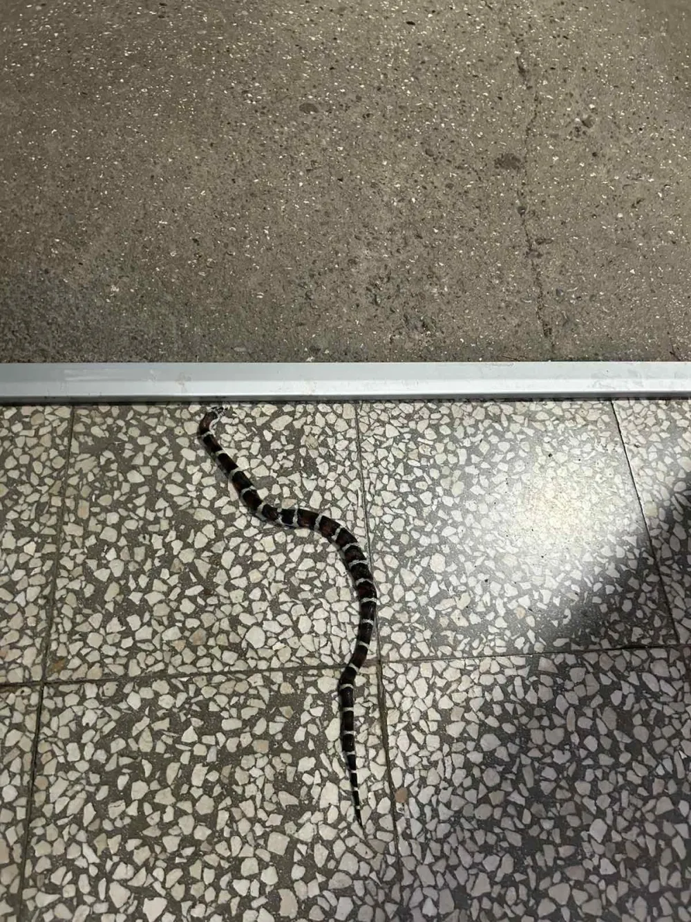 Čitaoci &scaron;alju: Zmija u podgoričkom kvartu Blok 5