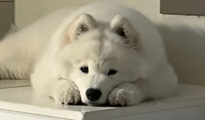 Spasite svog psa od vrućine: Pet stvari koje morate znati