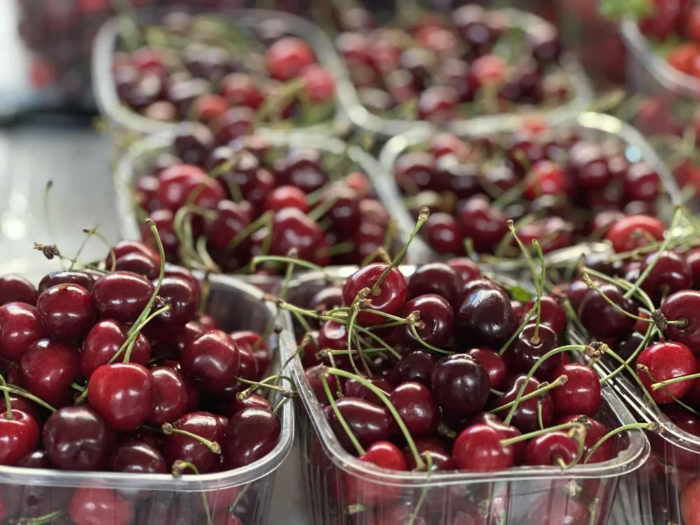 Tre&scaron;nje i mladi sir ko&scaron;taju isto