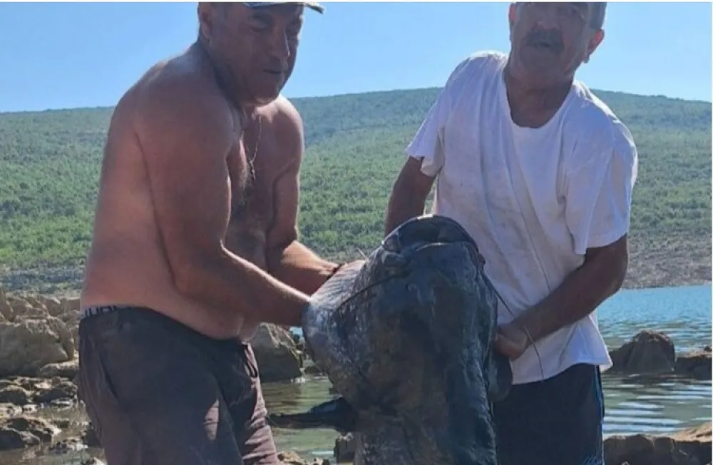 Som kapitalac ulovljen u Bilećkom jezeru