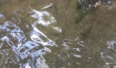 U Bijelom Polju ugrožen rječni ekosistem:&nbsp;Lje&scaron;nicom pluta uginula riba