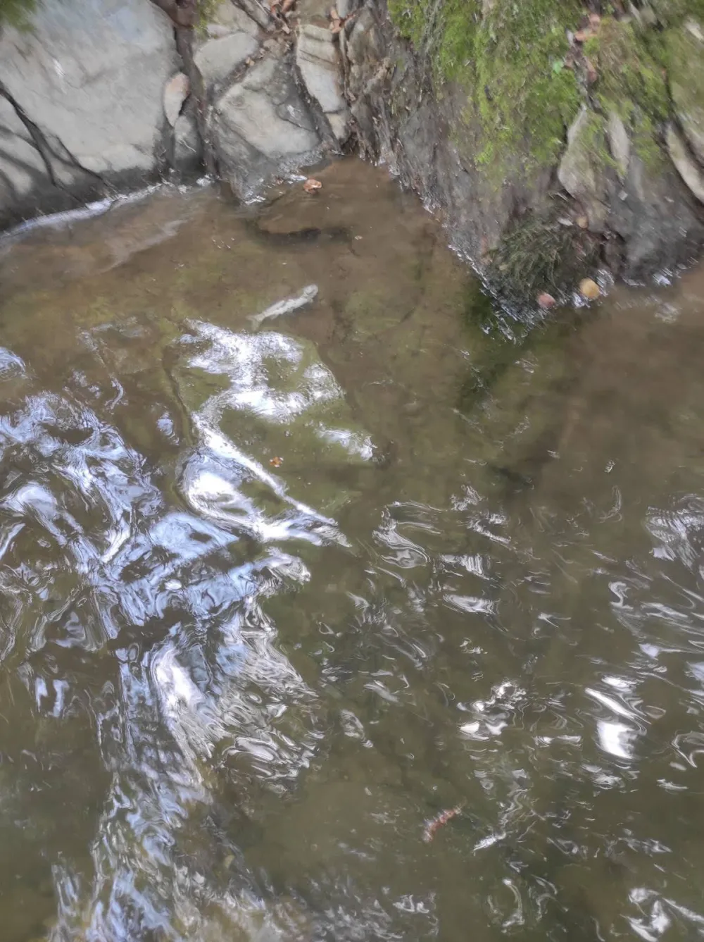 U Bijelom Polju ugrožen rječni ekosistem:&nbsp;Lje&scaron;nicom pluta uginula riba