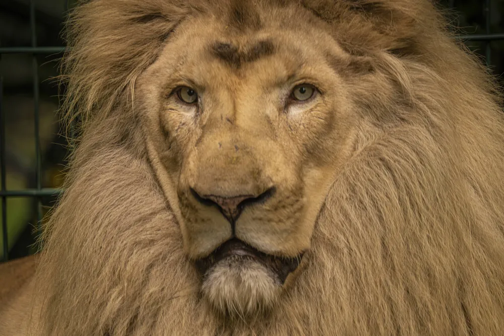 Lav ugrizao ženu u zoolo&scaron;kom vrtu