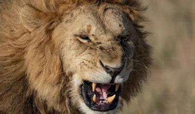 Turska: Lav pobjegao iz zoolo&scaron;kog vrta i napao čovjeka