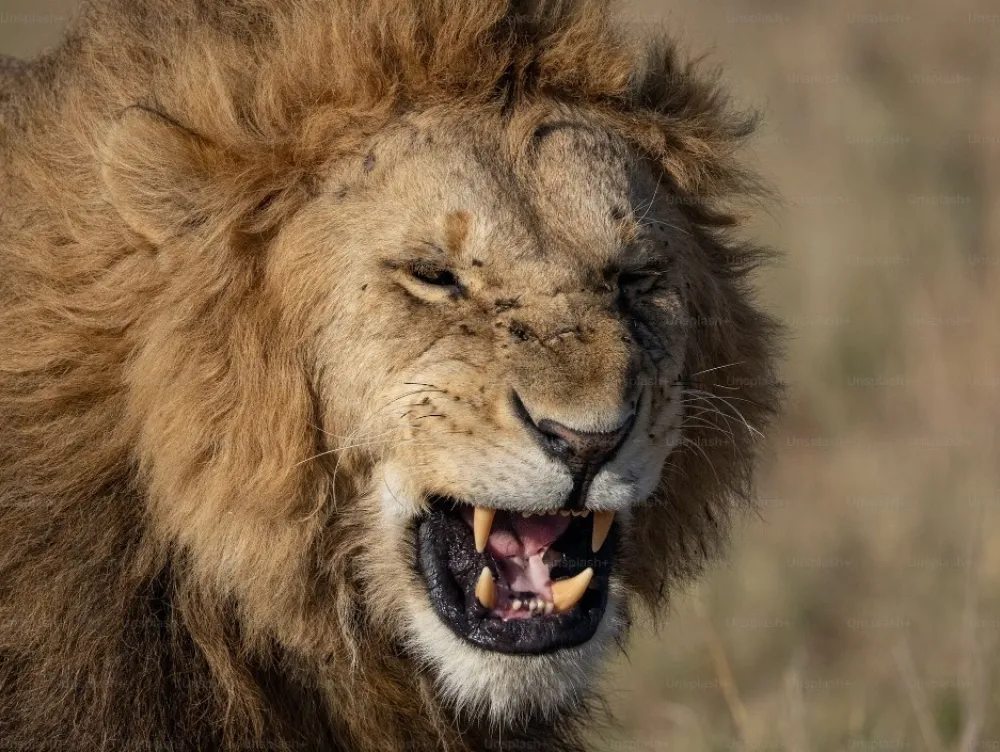 Turska: Lav pobjegao iz zoolo&scaron;kog vrta i napao čovjeka