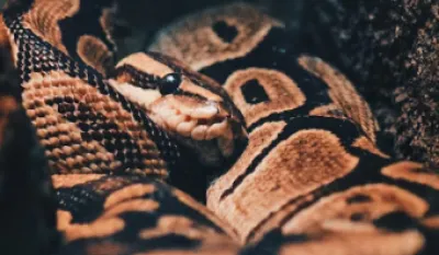 Indonezija: Piton od 8,5 metara pojeo čovjeka