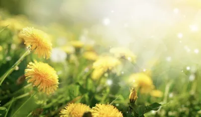 Ovo povrće neophodno je za ravniji stomak