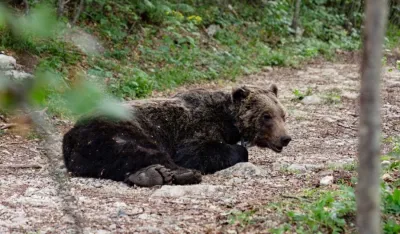 Akcija CZIP-a i zaposlenih iz NP Durmitor: Medvjedu stavili satelitsku ogrlicu