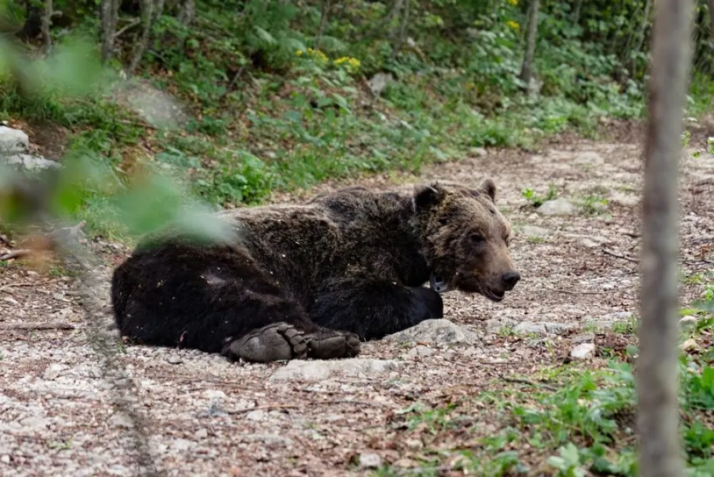 Akcija CZIP-a i zaposlenih iz NP Durmitor: Medvjedu stavili satelitsku ogrlicu