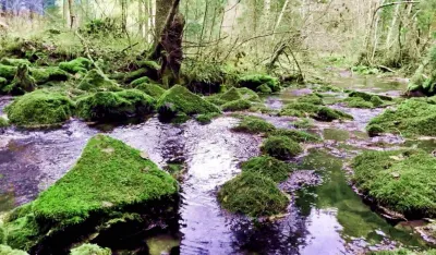 Inspektor za vode dostavio ODT Pljevlja na dalje postupanje dokumentaciju o ekolo&scaron;kom akcidentu na rijeci Ćehotina