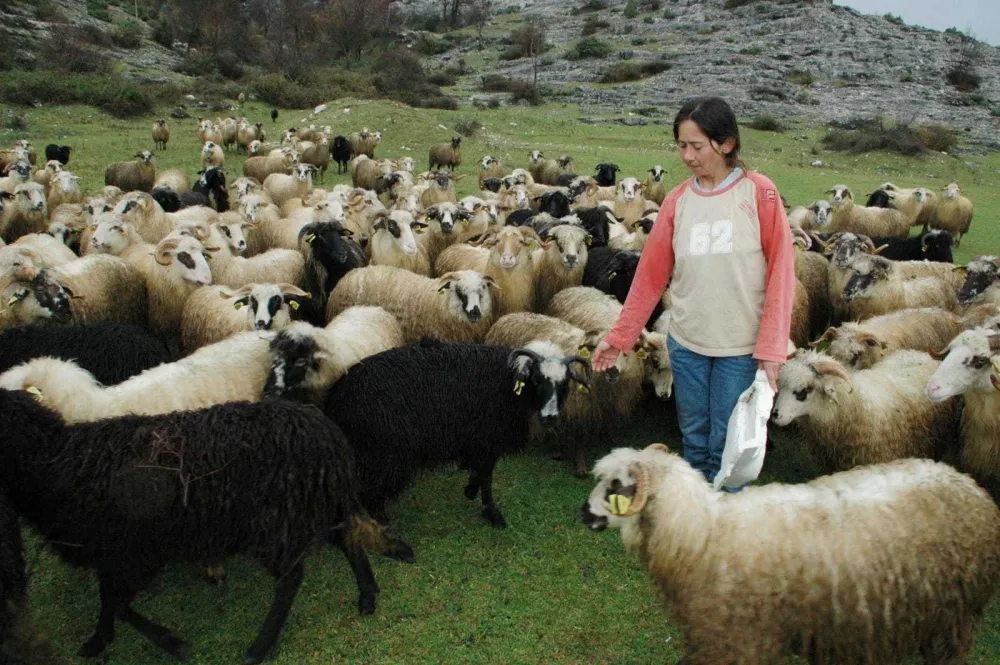 Славка Аџовић са својим стадом