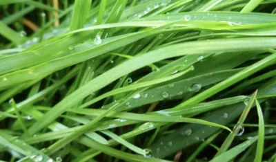 Pirevina pomaže kod tegoba sa bubrezima, jetrom, crijevima