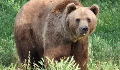Gledao smrti u oči: Slovenac upla&scaron;io medvjeda koji je trčao ka njemu opona&scaron;ajući riku