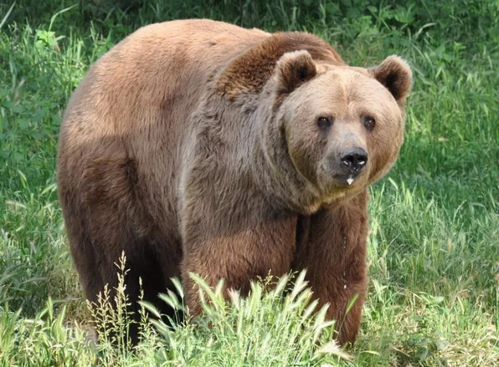 Gledao smrti u oči: Slovenac upla&scaron;io medvjeda koji je trčao ka njemu opona&scaron;ajući riku