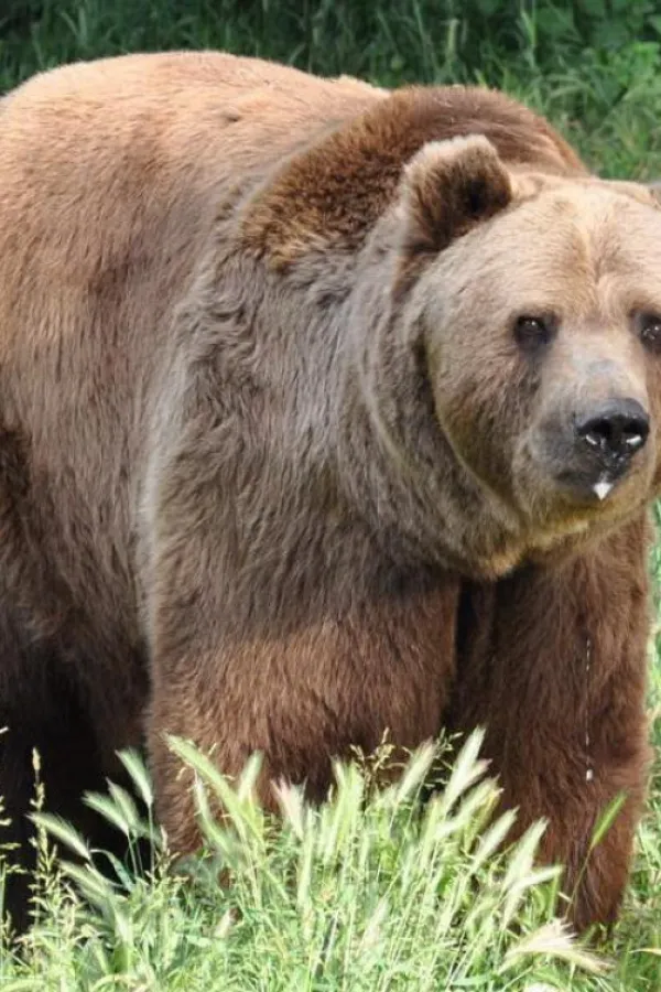 Gledao smrti u oči: Slovenac upla&scaron;io medvjeda koji je trčao ka njemu opona&scaron;ajući riku