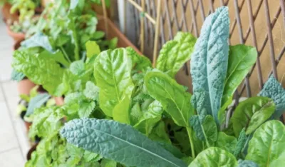 Blitva je&nbsp;odličan je čuvar srca