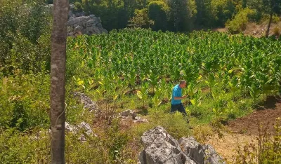 Dva uzgajivača duvana u Lje&scaron;anskoj nahiji nijesu pronađena, a 4 kažnjena