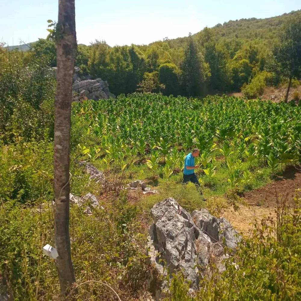 Dva uzgajivača duvana u Lje&scaron;anskoj nahiji nijesu pronađena, a 4 kažnjena