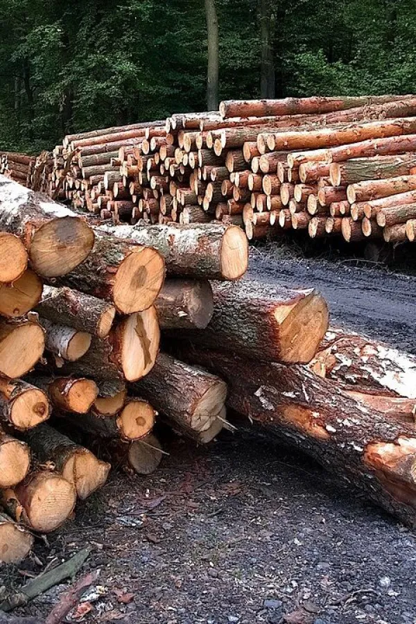 Koncesionari profitiraju, dok država ignori&scaron;e Zakon o &scaron;umama