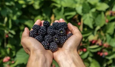 Zdravstvene blagodeti kupina: &Scaron;tite od raka jednjaka, pomažu kod tumora dojke&nbsp;