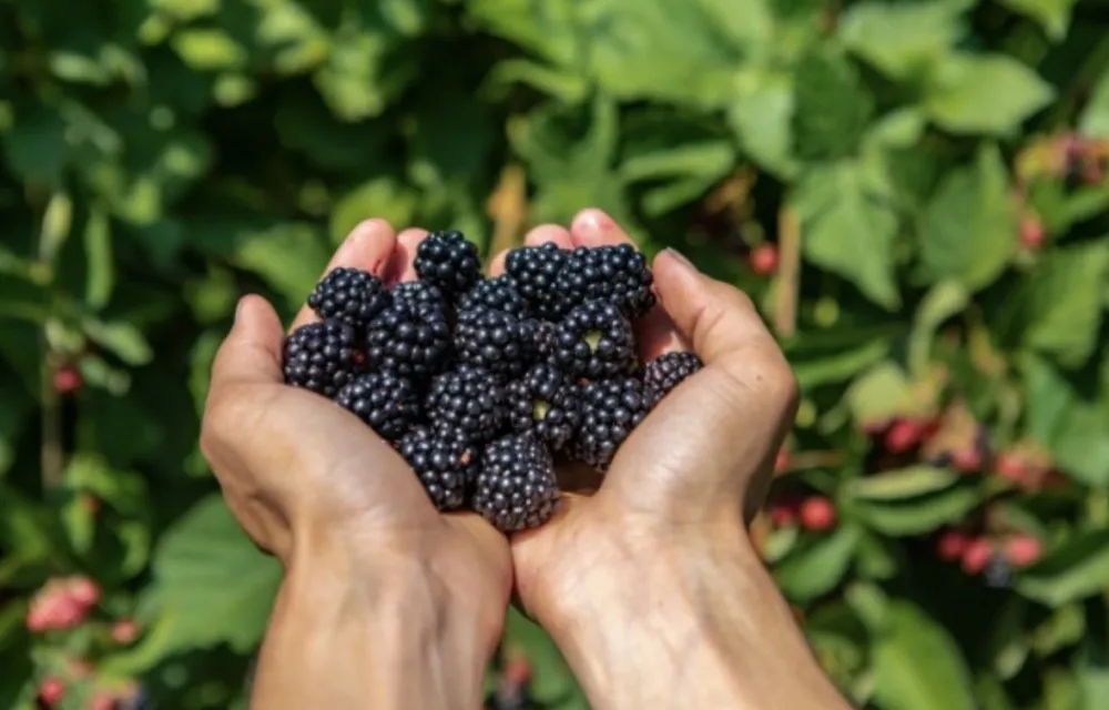 Zdravstvene blagodeti kupina: &Scaron;tite od raka jednjaka, pomažu kod tumora dojke&nbsp;