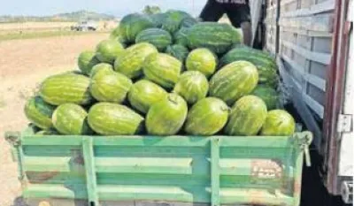 Izvoz lubenice pomažu do deset centi po kilogramu