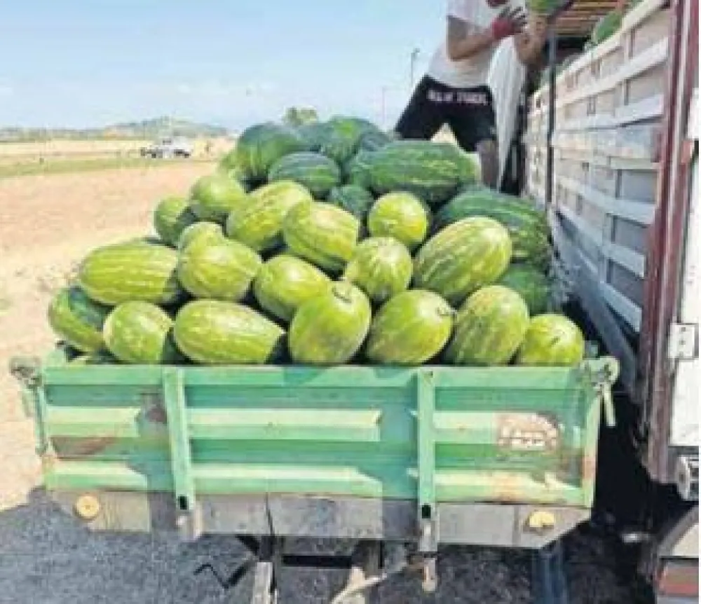 Izvoz lubenice pomažu do deset centi po kilogramu