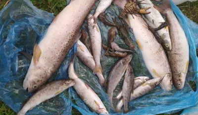 Ekocid kao samonegacija: O smrti rijeke i krizi ekolo&scaron;ke države