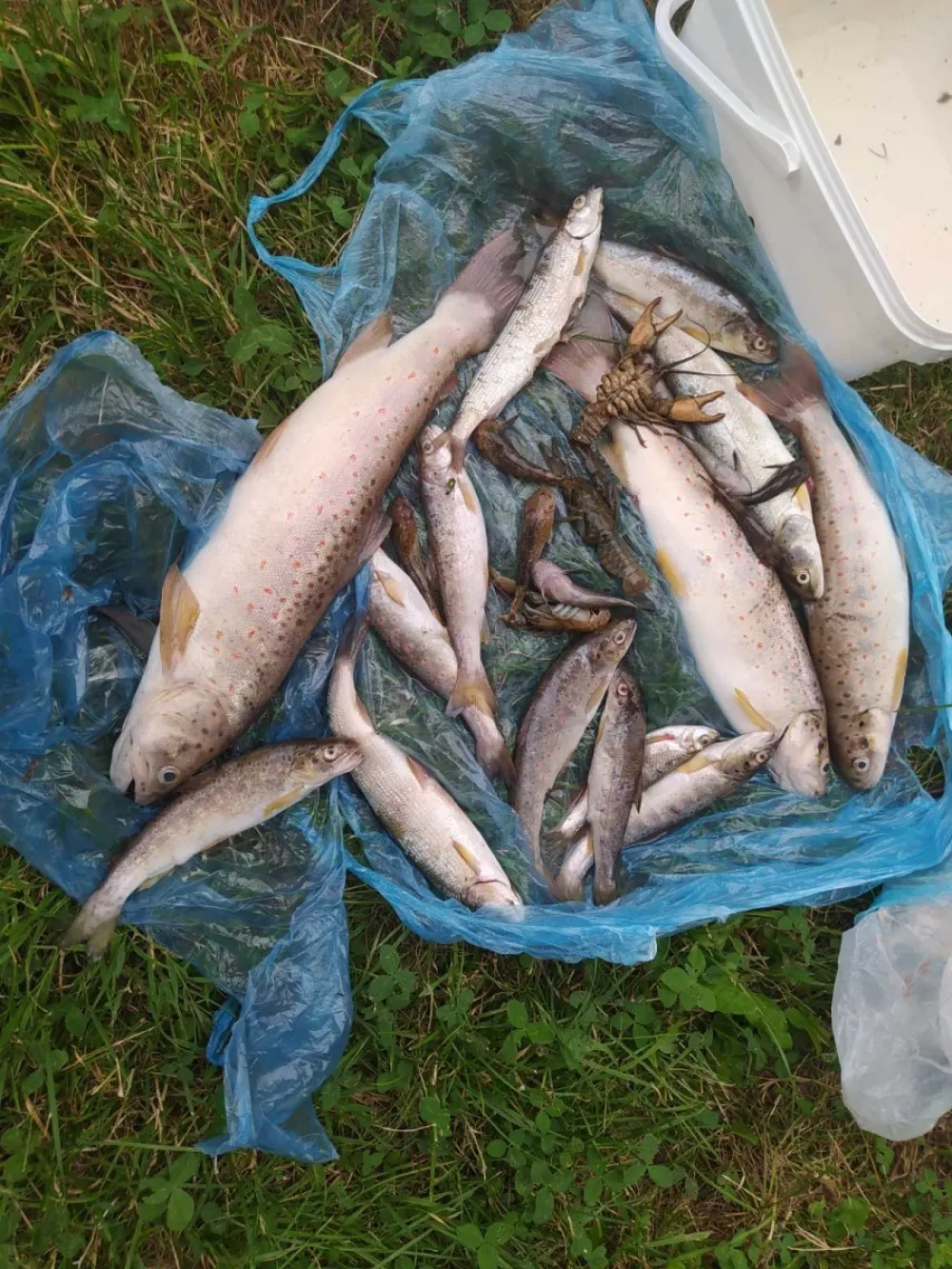 Ekocid kao samonegacija: O smrti rijeke i krizi ekolo&scaron;ke države