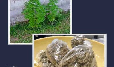 U Maslinama nađena marihuana, podnijeta krivična prijava
