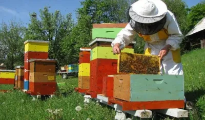 Subvencije pčelarima u Danilovgradu sedam eura po ko&scaron;nici