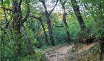 Savinska dubrava zanemarena i bez za&scaron;tite