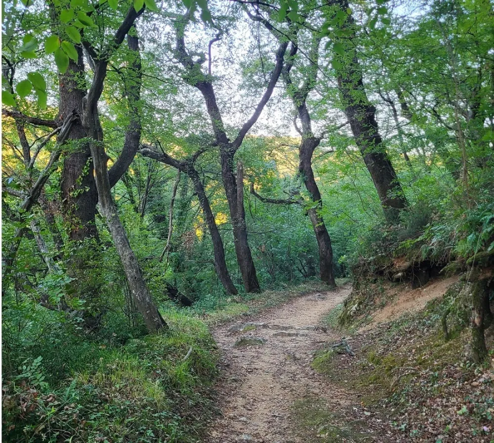Savinska dubrava zanemarena i bez za&scaron;tite