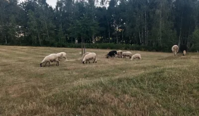 Crna Gora bilježi tromjesečni deficit padavina i toplotne talase: Su&scaron;a spržila poljoprivredu