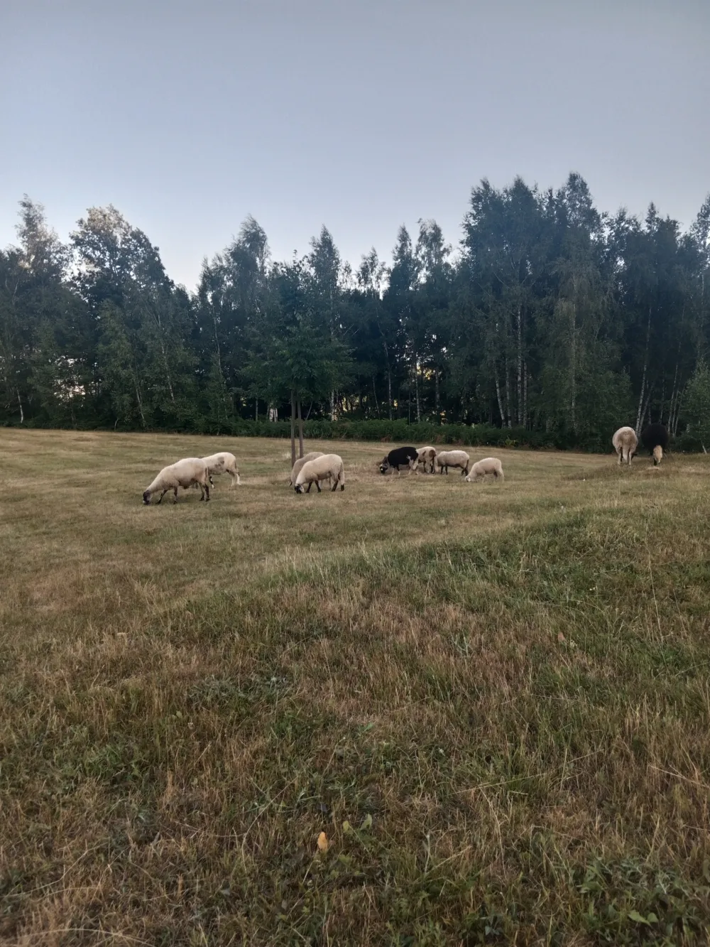 Crna Gora bilježi tromjesečni deficit padavina i toplotne talase: Su&scaron;a spržila poljoprivredu