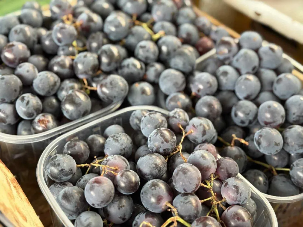 Kilogram grožđa 2,50 eura