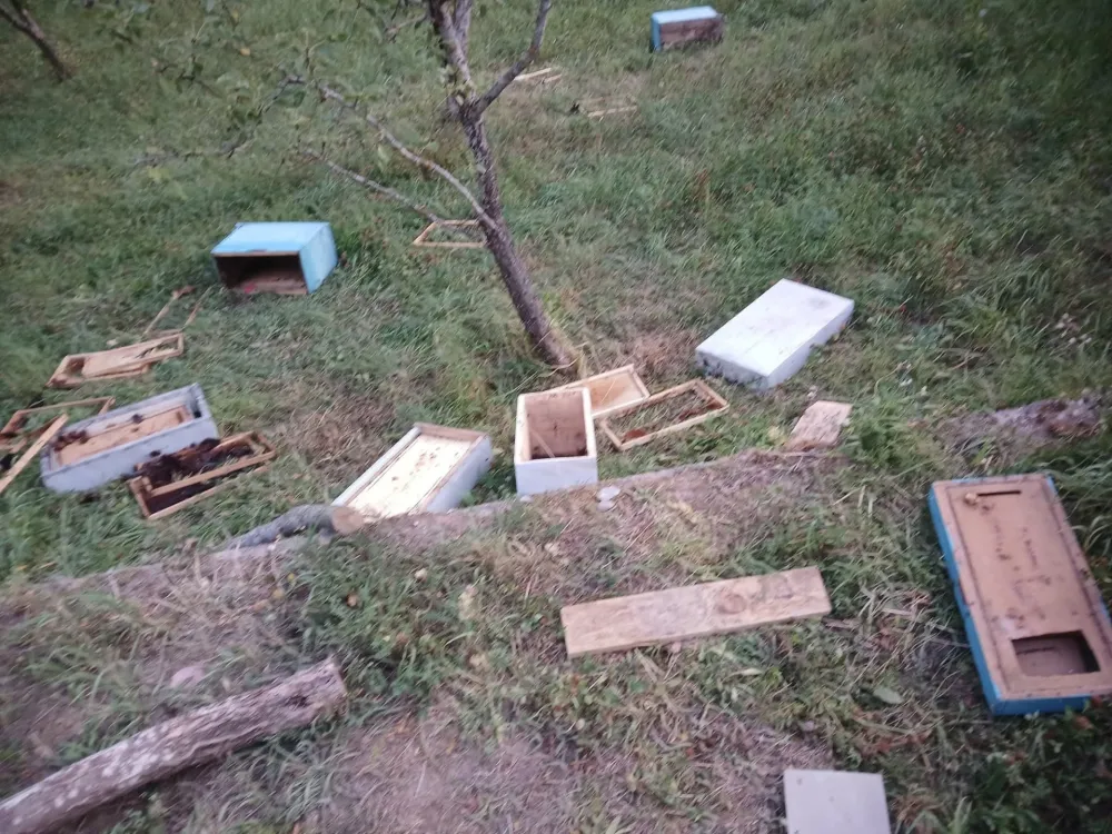 Mojkovčanin pretrpio veliku &scaron;tetu: Medvjed na tri metra od kuće uni&scaron;tio pčelinjak