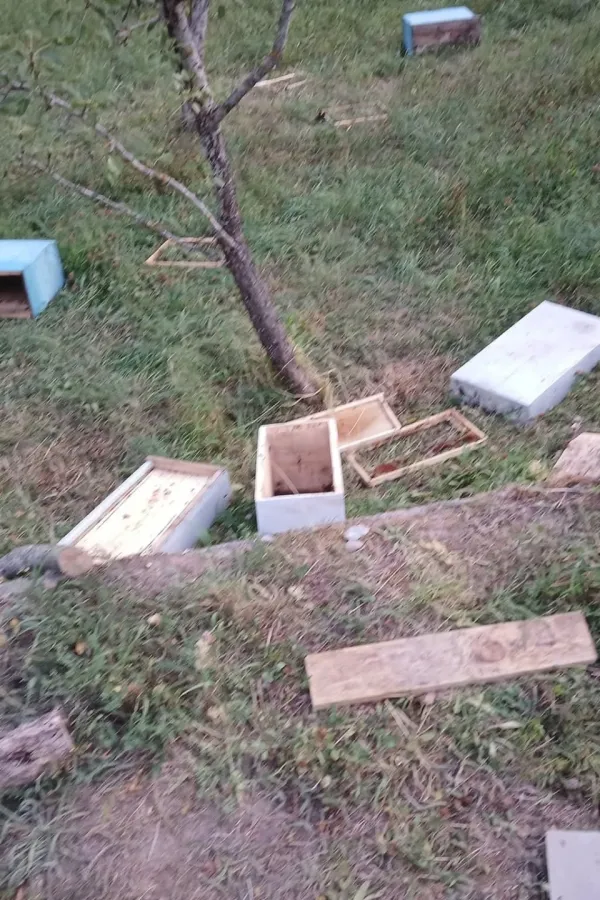 Mojkovčanin pretrpio veliku &scaron;tetu: Medvjed na tri metra od kuće uni&scaron;tio pčelinjak