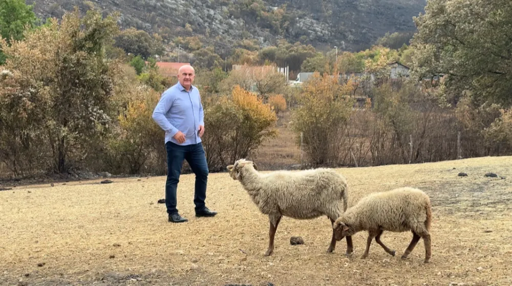 (VIDEO) Joković za "Dan" - Piperima te&scaron;ko može pomoći već sjutra: Imanja u pepelu, komisije u zasijedanju