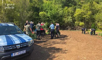 (FOTO) Otkrivena najveća plantaža marihuane u Crnoj Gori: Zaplijenjeno preko 13.000 sadnica, dvije osobe uhap&scaron;ene