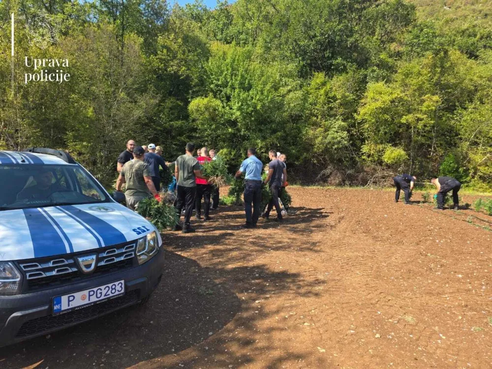 (FOTO) Otkrivena najveća plantaža marihuane u Crnoj Gori: Zaplijenjeno preko 13.000 sadnica, dvije osobe uhap&scaron;ene