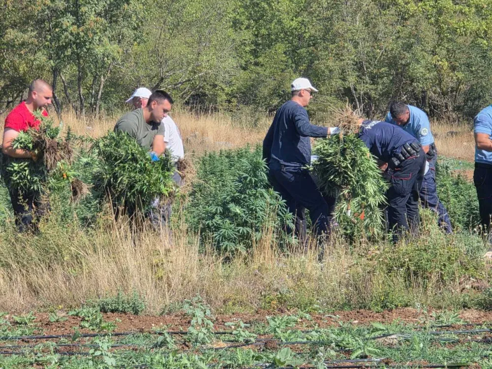 &Scaron;ćepanović: Ulična vrijednost zaplijenjene marihuane oko 10 miliona eura