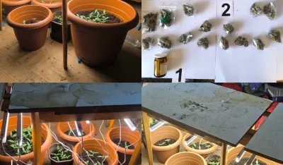 U Beranama pronađeno 30 pakovanja marihuane i improvizovana laboratorija sa 50 sadnica