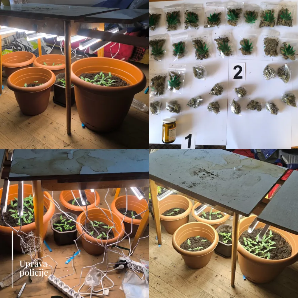 U Beranama pronađeno 30 pakovanja marihuane i improvizovana laboratorija sa 50 sadnica